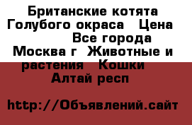 Британские котята Голубого окраса › Цена ­ 8 000 - Все города, Москва г. Животные и растения » Кошки   . Алтай респ.